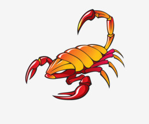 Scorpion